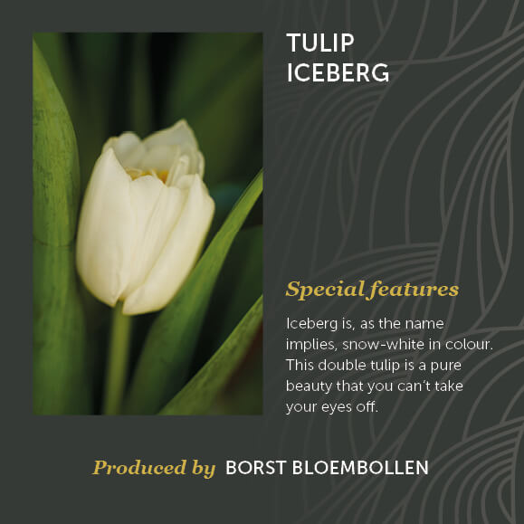 Tulip Iceberg Borst Bloembollen