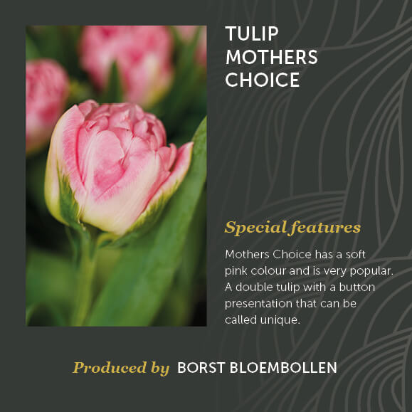 Tulip Mothers Choice Borst Bloembollen