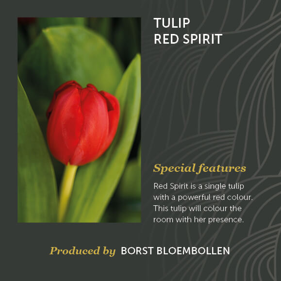 Tulip Red Spirit Borst Bloembollen