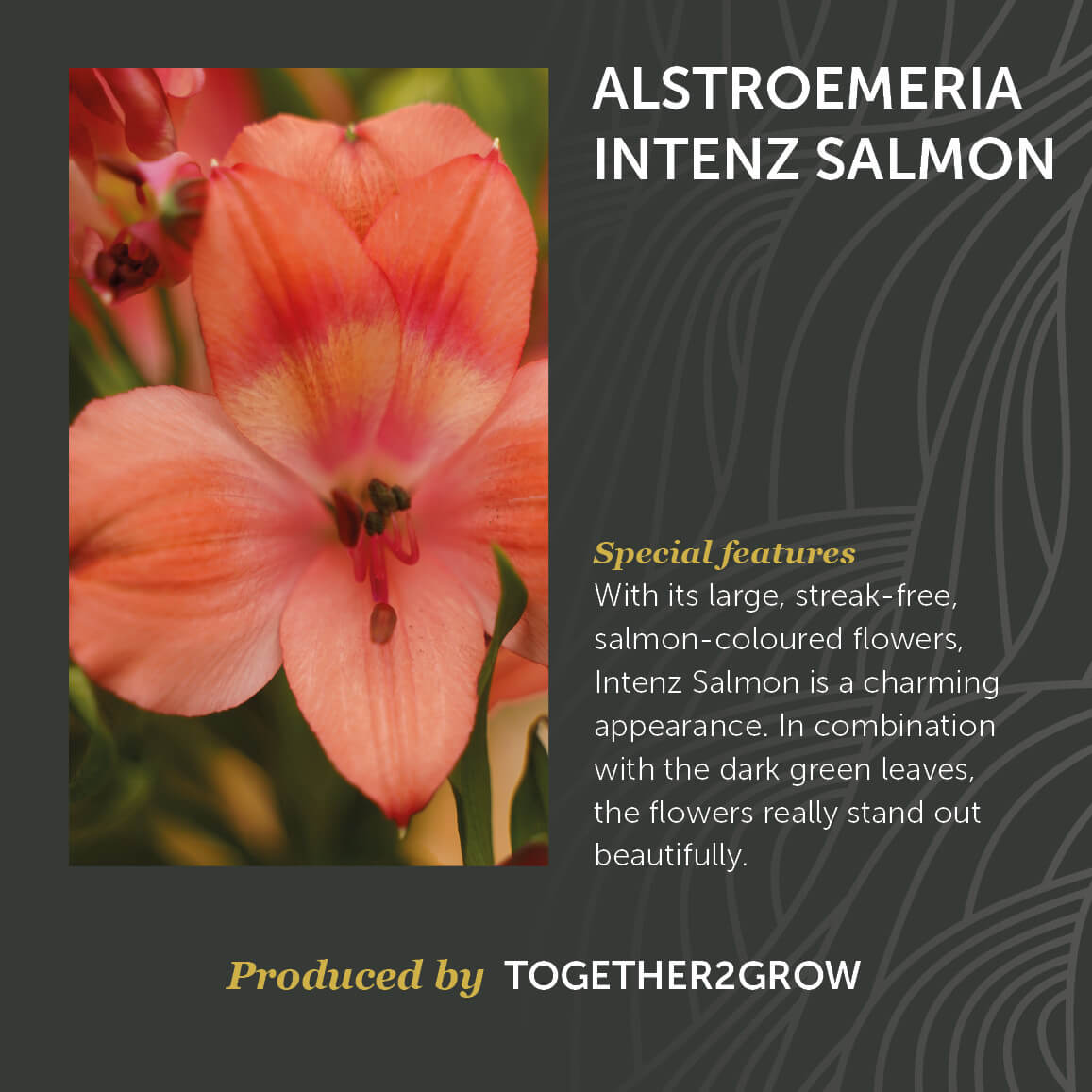 Alstroemeria Intenz Salmon Decorum Noviteit Together2Grow Bloem
