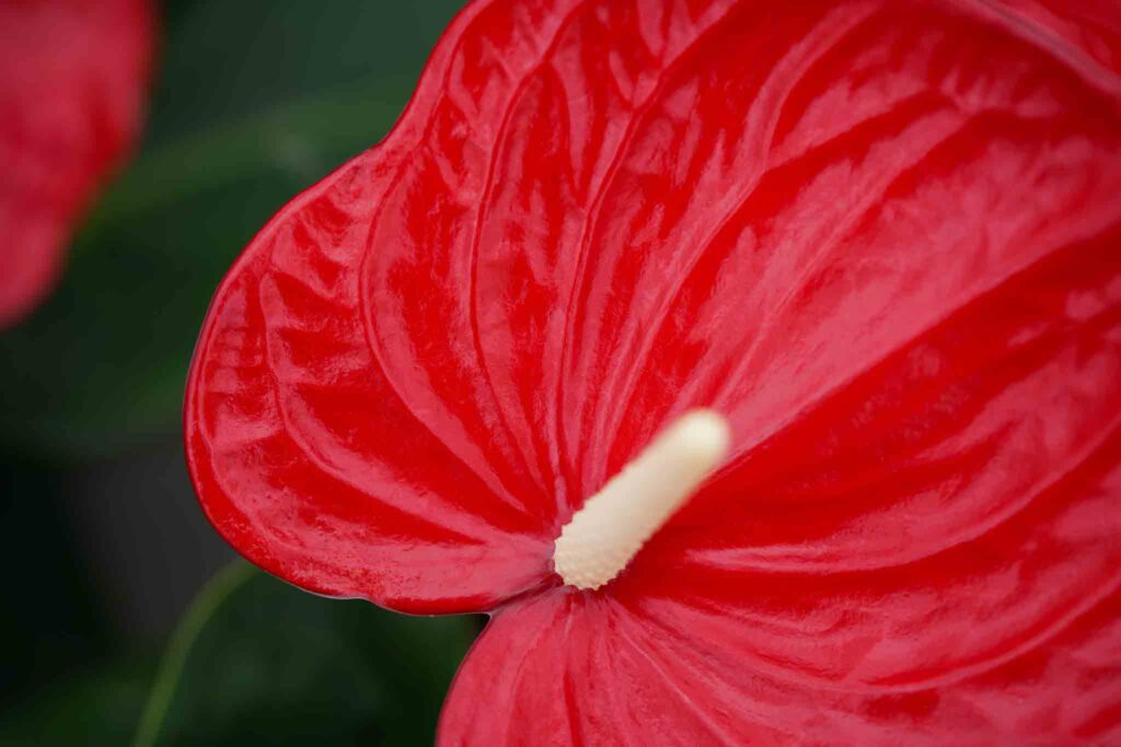 Anthurium Decorum