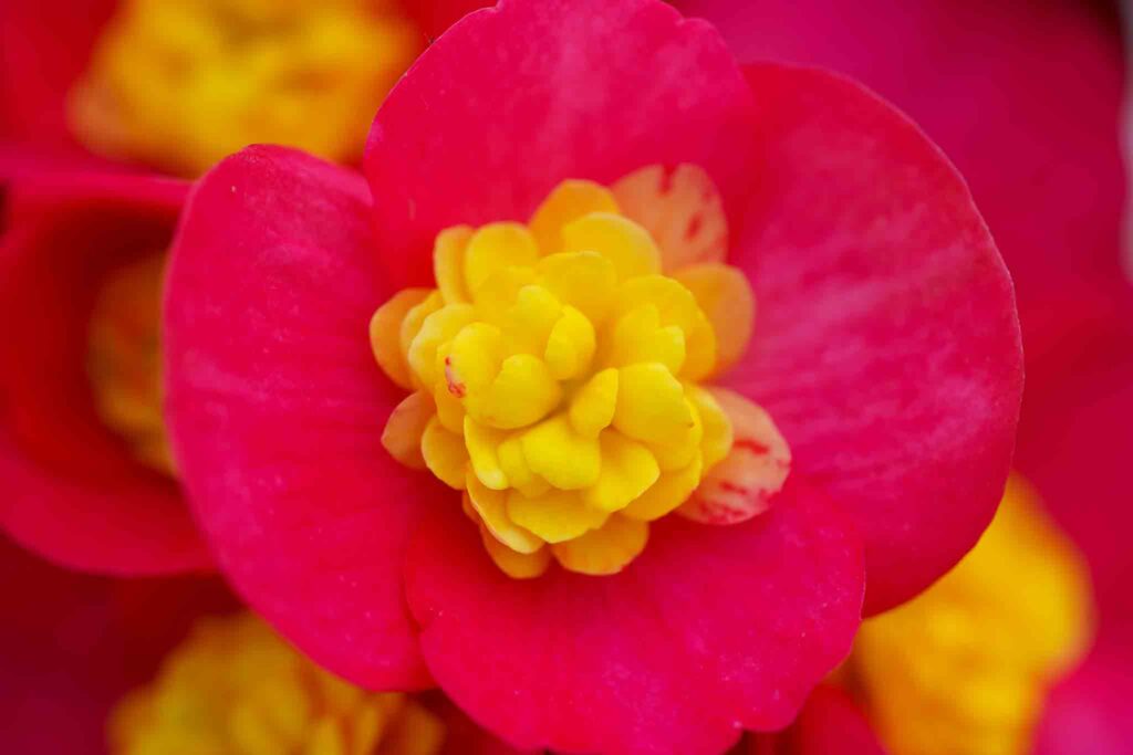 Begonia Decorum