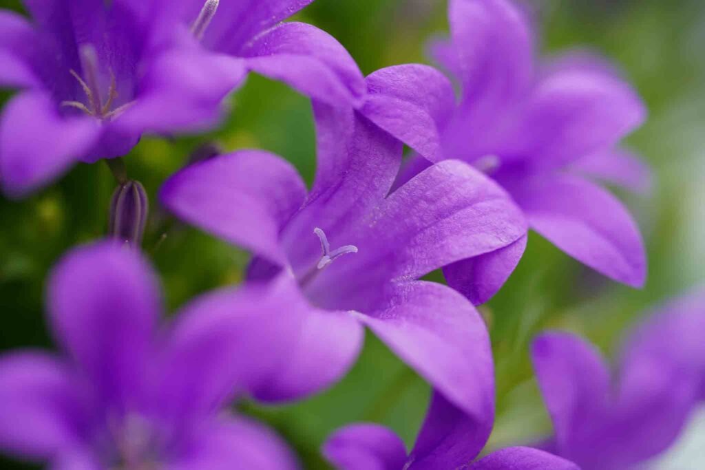 Campanula Decorum Plant