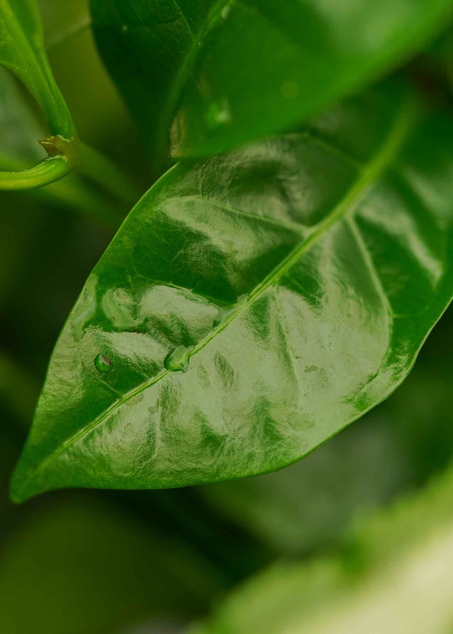 Coffea Arabica Koffieplant Decorum Groene Plant