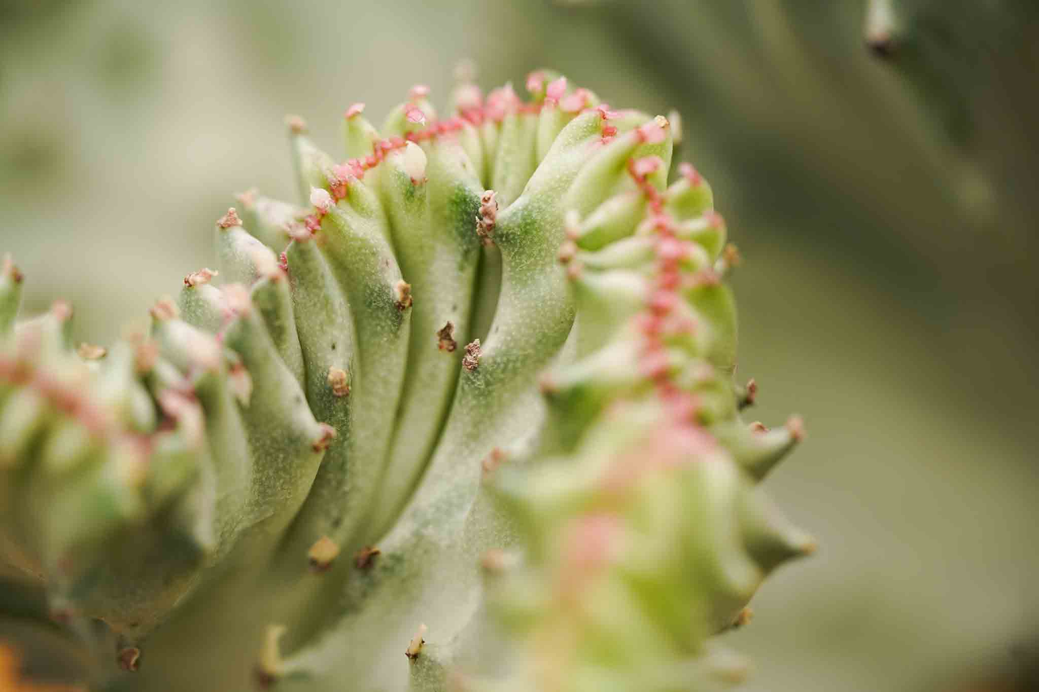 Euphorbia Lactea Decorum Plant Duijn-Hove
