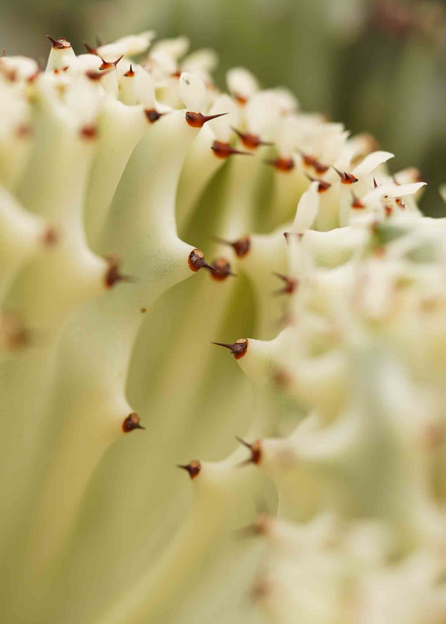 Euphorbia Lactea Decorum Plant Duijn-Hove