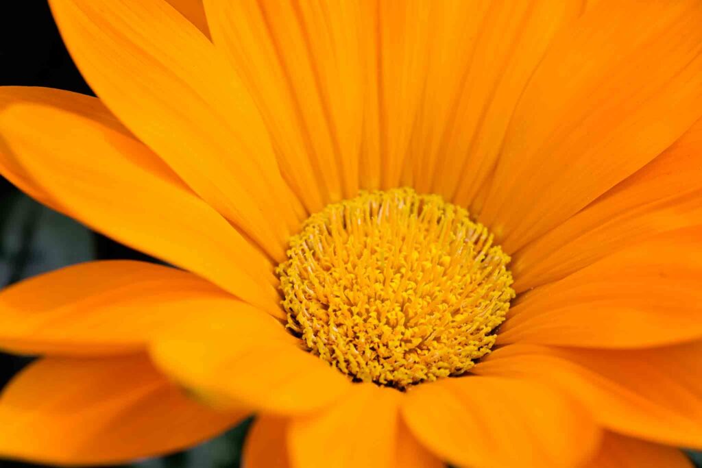 Gazania Decorum Plant