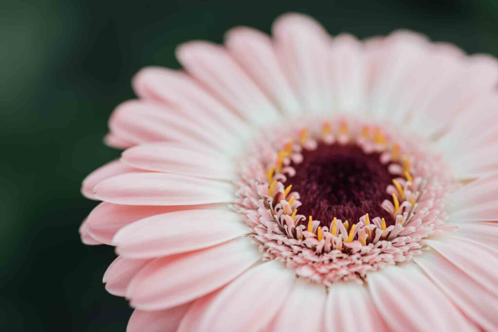 Gerbera Decorum