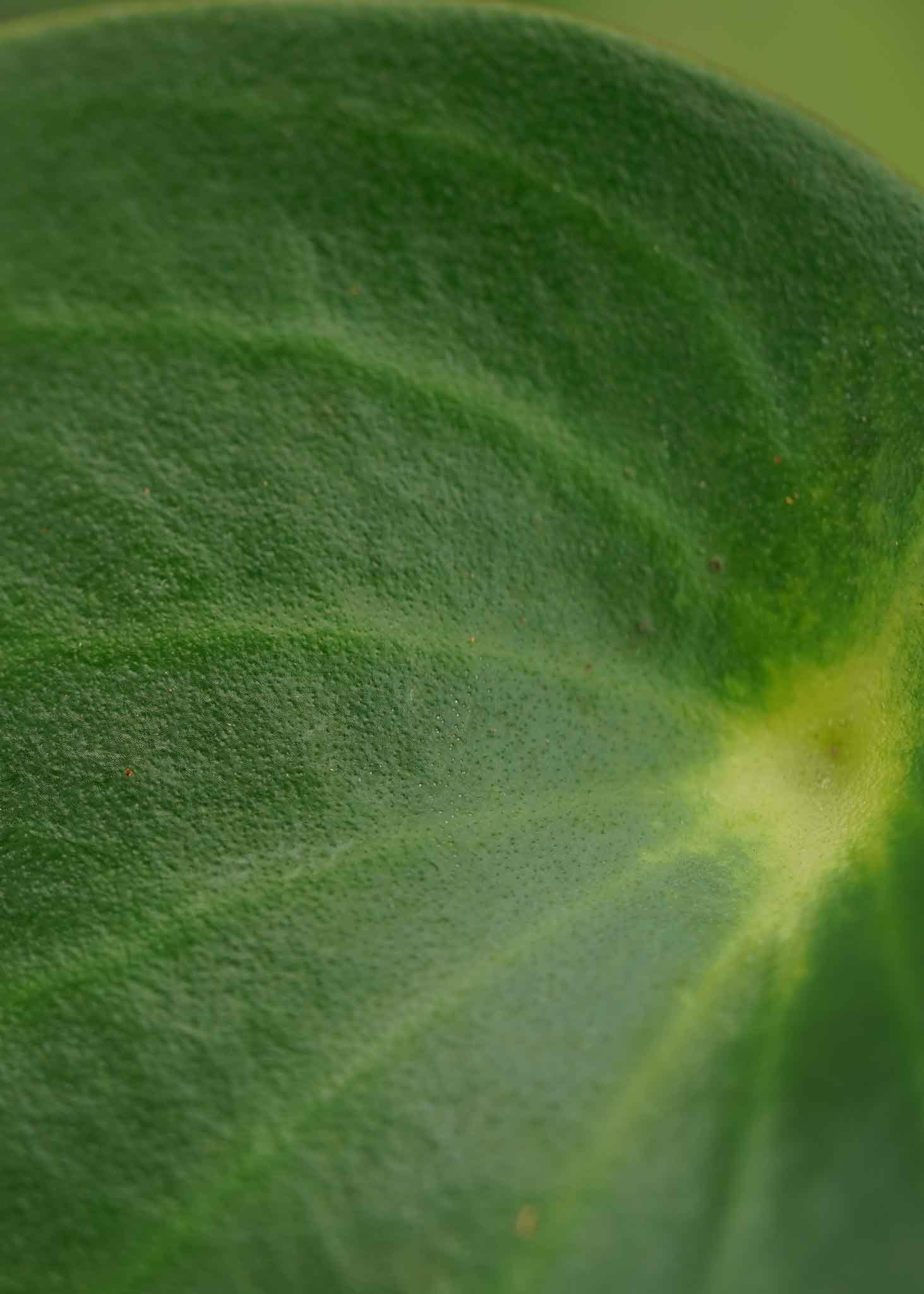 Pilea Peperomioides Pannenkoekplant Groene Plant Decorum