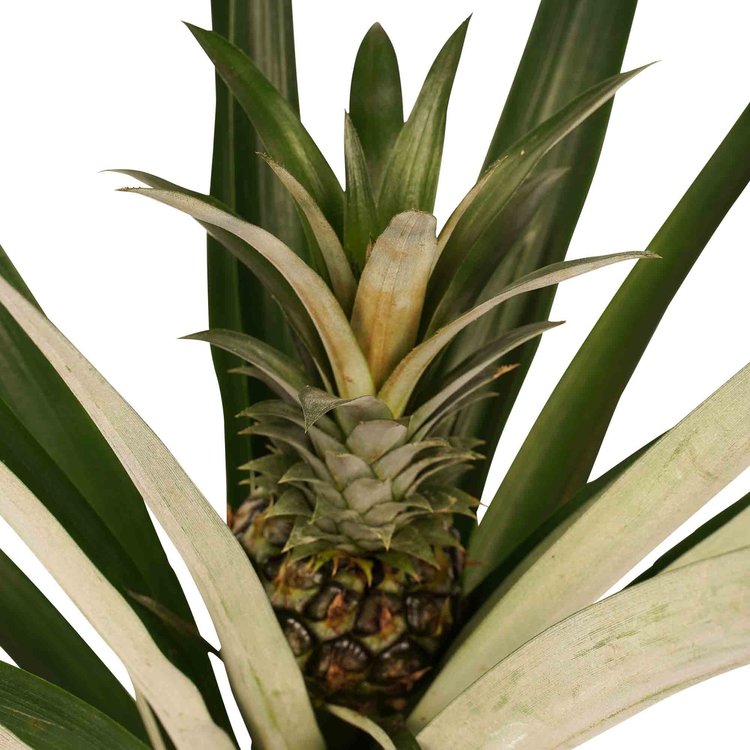 ananasplant verzorging - Decorum