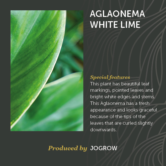 Aglaonema White Lime Jogrow Decorum Groene Plant