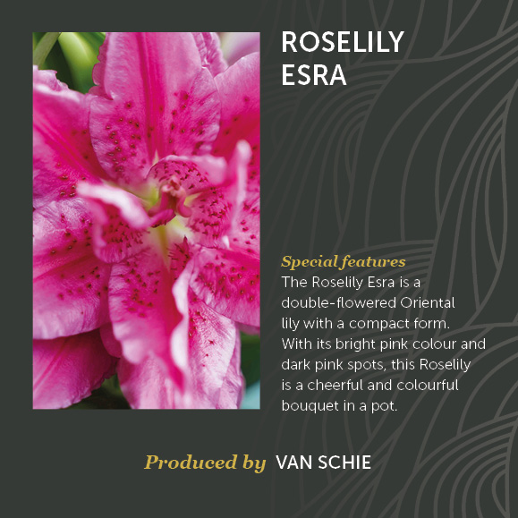 Roselily Esra Lilium Lelie Bloeiende Plant Decorum