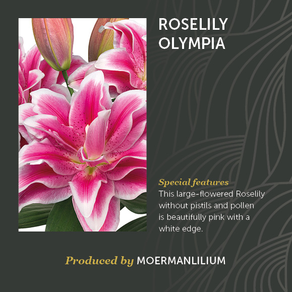 Roselily Olympia Lilium Lelie Decorum Bloem