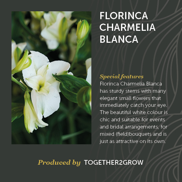 Florinca Charmelia Blanca