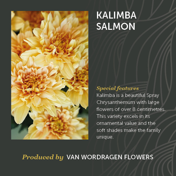 Kalimba Salmon
