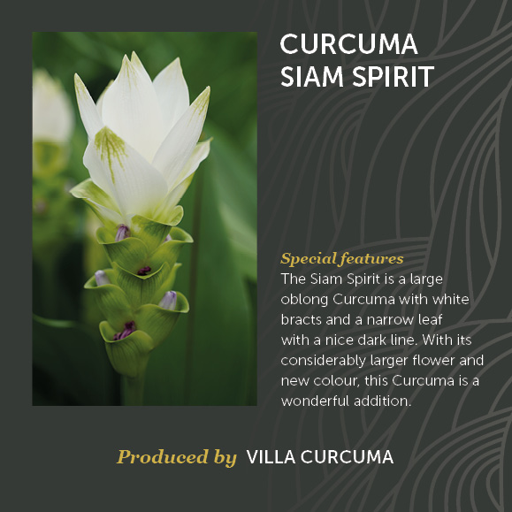 Curcuma Siam Spirit