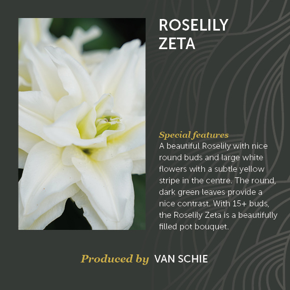 Roselily Zeta