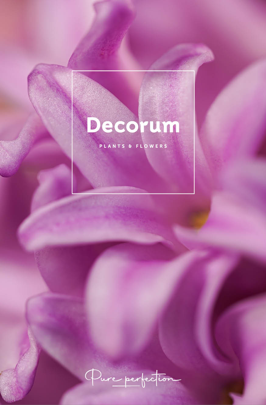 Newsletter Thursd - Decorum