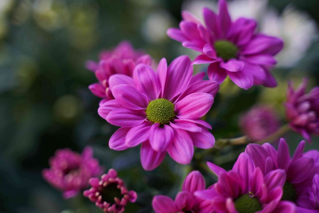 Chrysant Myra - Valentijnsbloem