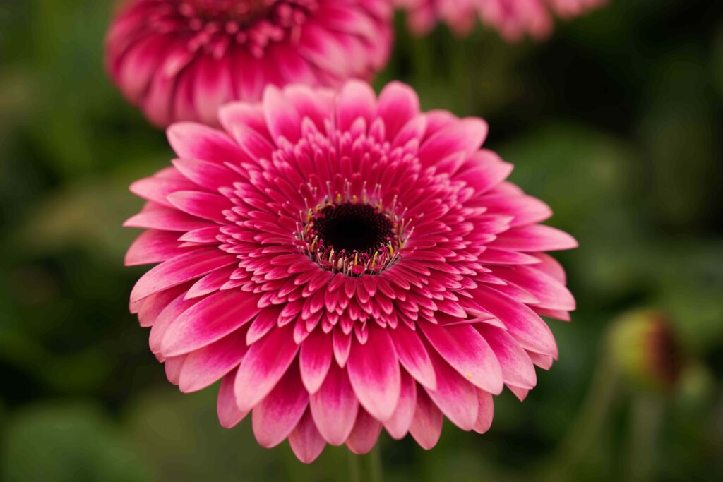 Gerbera