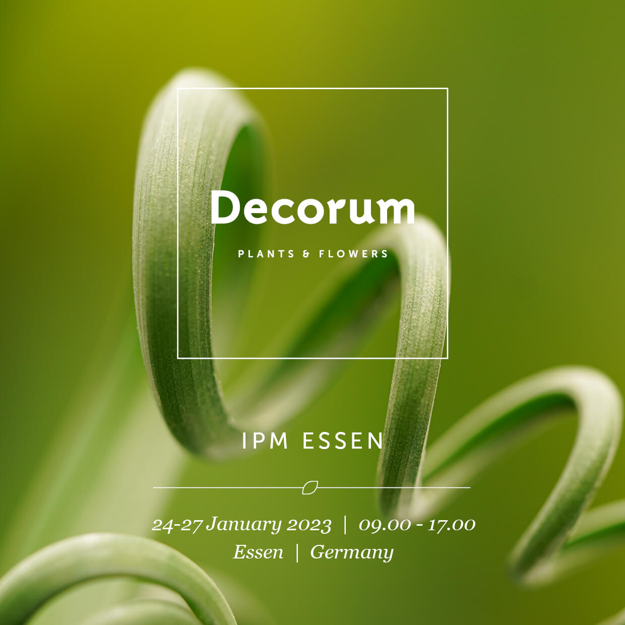 Decorum IPM Essen 2023