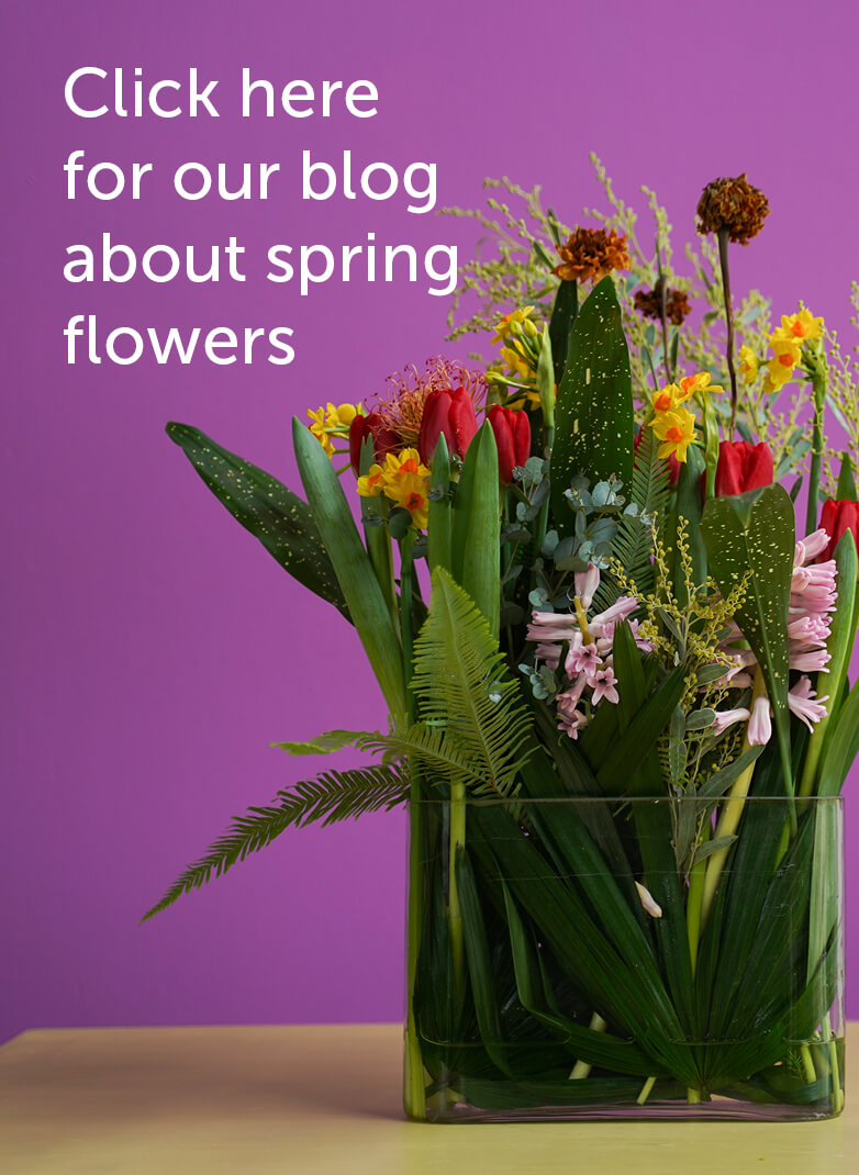 Blog met tulpen, narcissen en meer voorjaarsbloemen