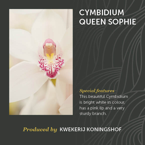 Noviteit Cymbidium Queen Sophie