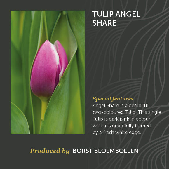 Tulip Angel Decorum