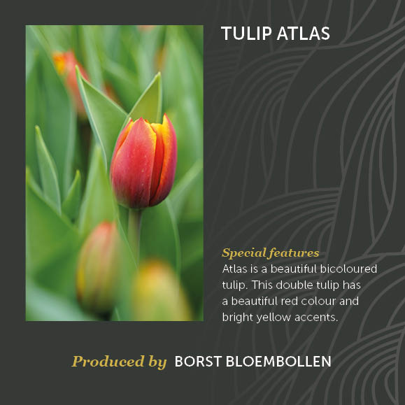 Tulip Atlas Decorum