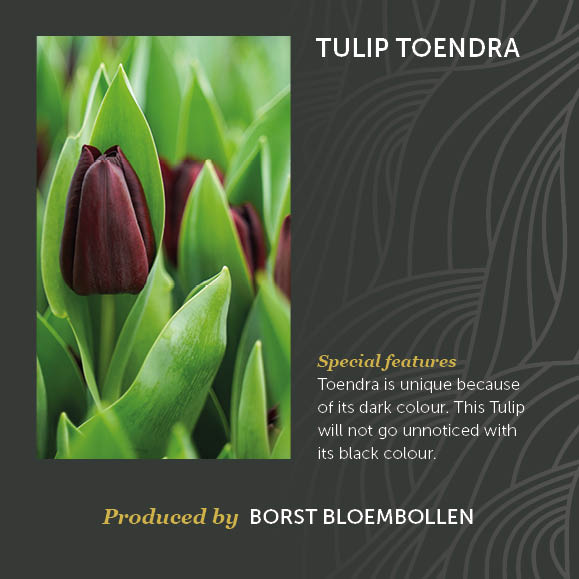 Tulip Toendra Decorum