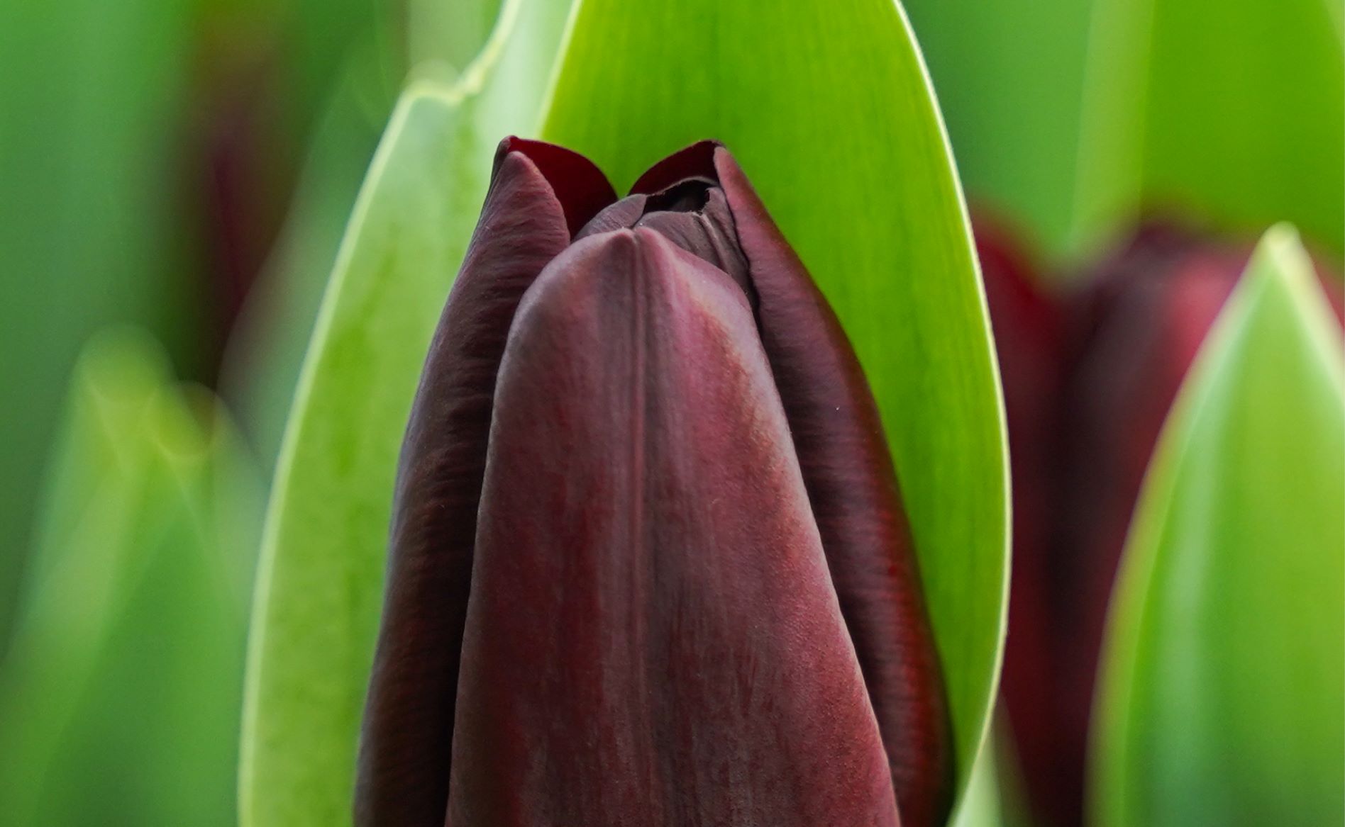 Tulp Toendra Tulip Toendra (Brand new!) - Decorum
