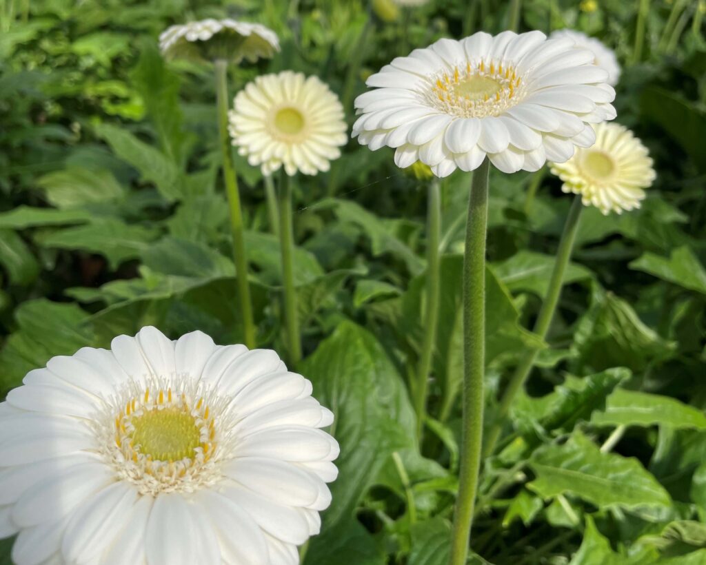 Discover the versatility of Gerbera - Decorum