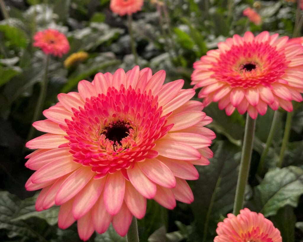 Discover the versatility of Gerbera - Decorum