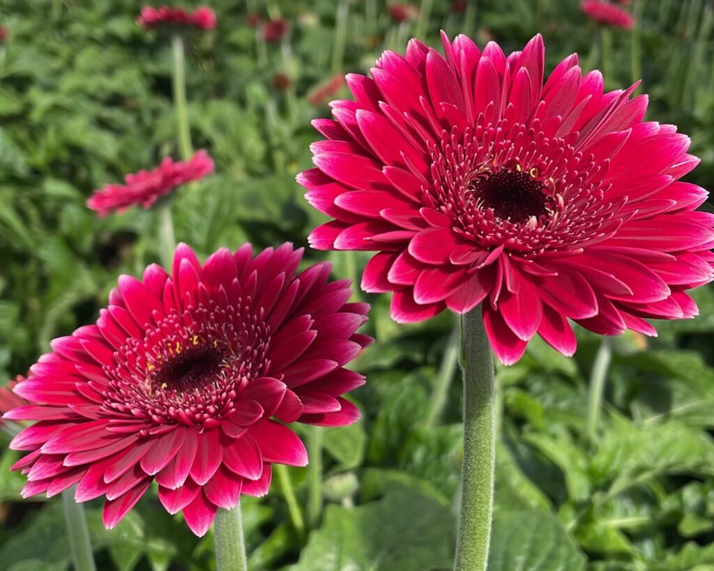 Discover the versatility of Gerbera - Decorum