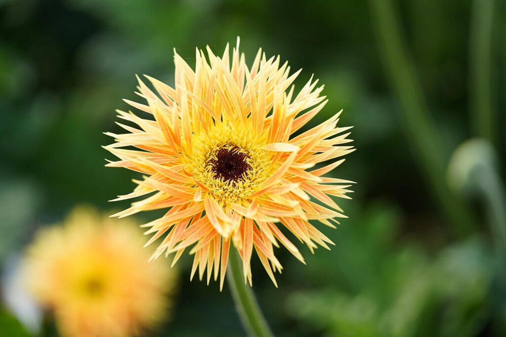 Spider Gerbera Anacleto