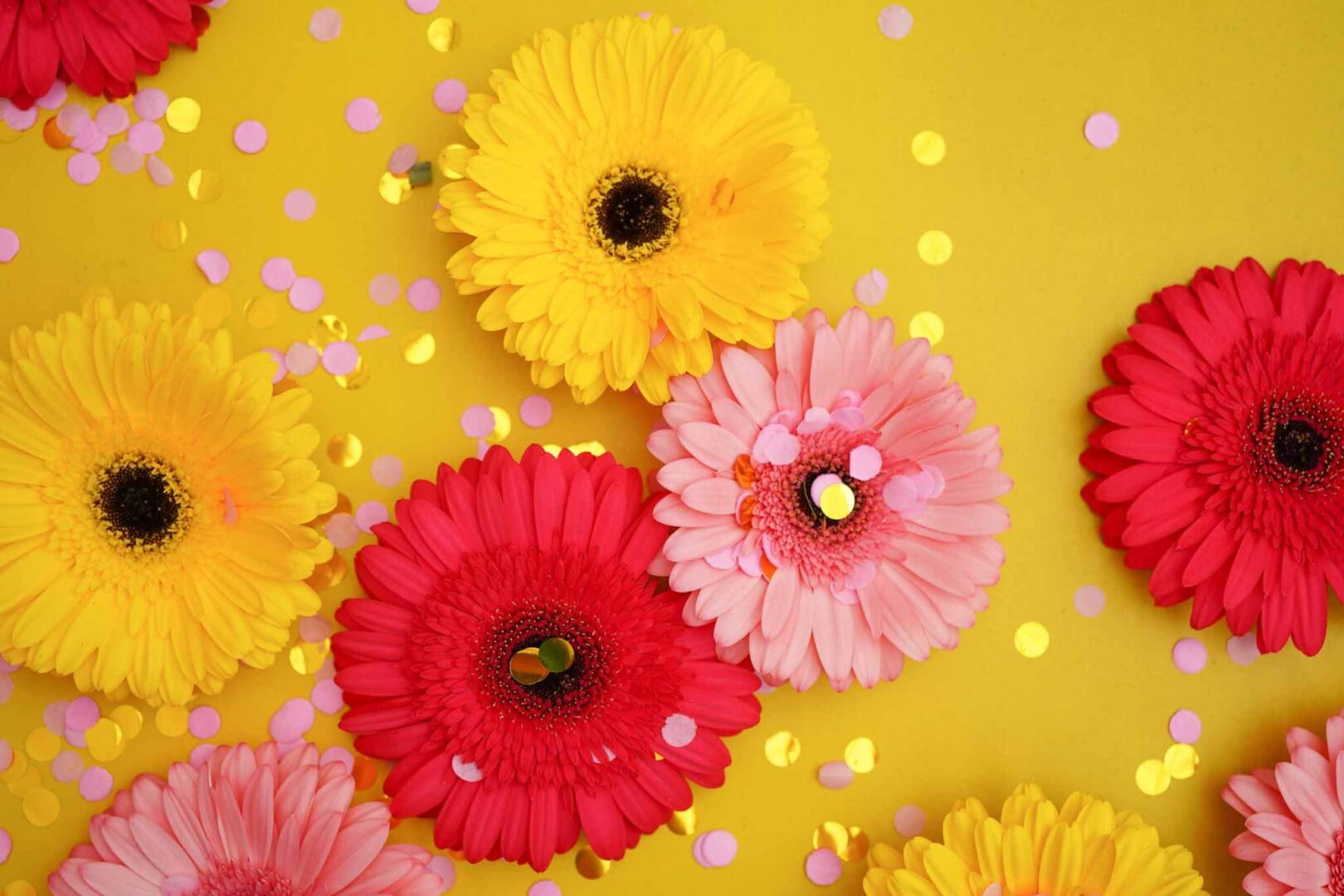 Vrolijk gekleurde Gerbera's