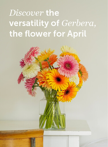Gerbera bloem van de maand april