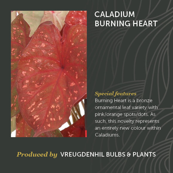 Rode Caladium Burning Heart