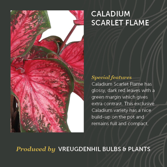 Rood Groene Caladium Scarlet Flame