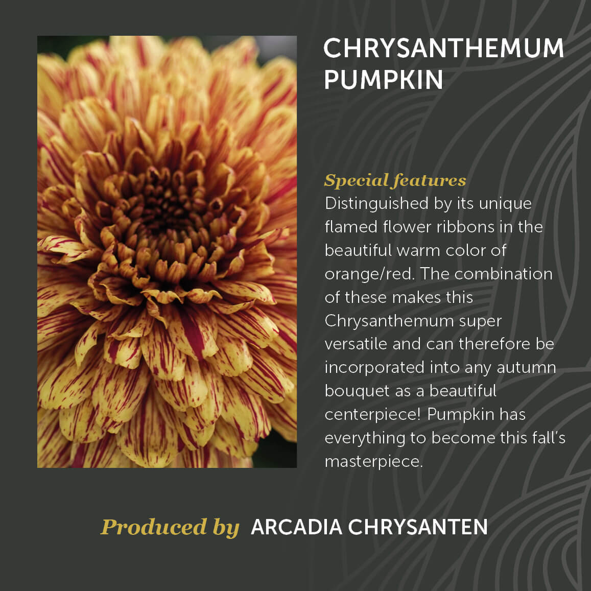 Chrysanthemum Pumpkin