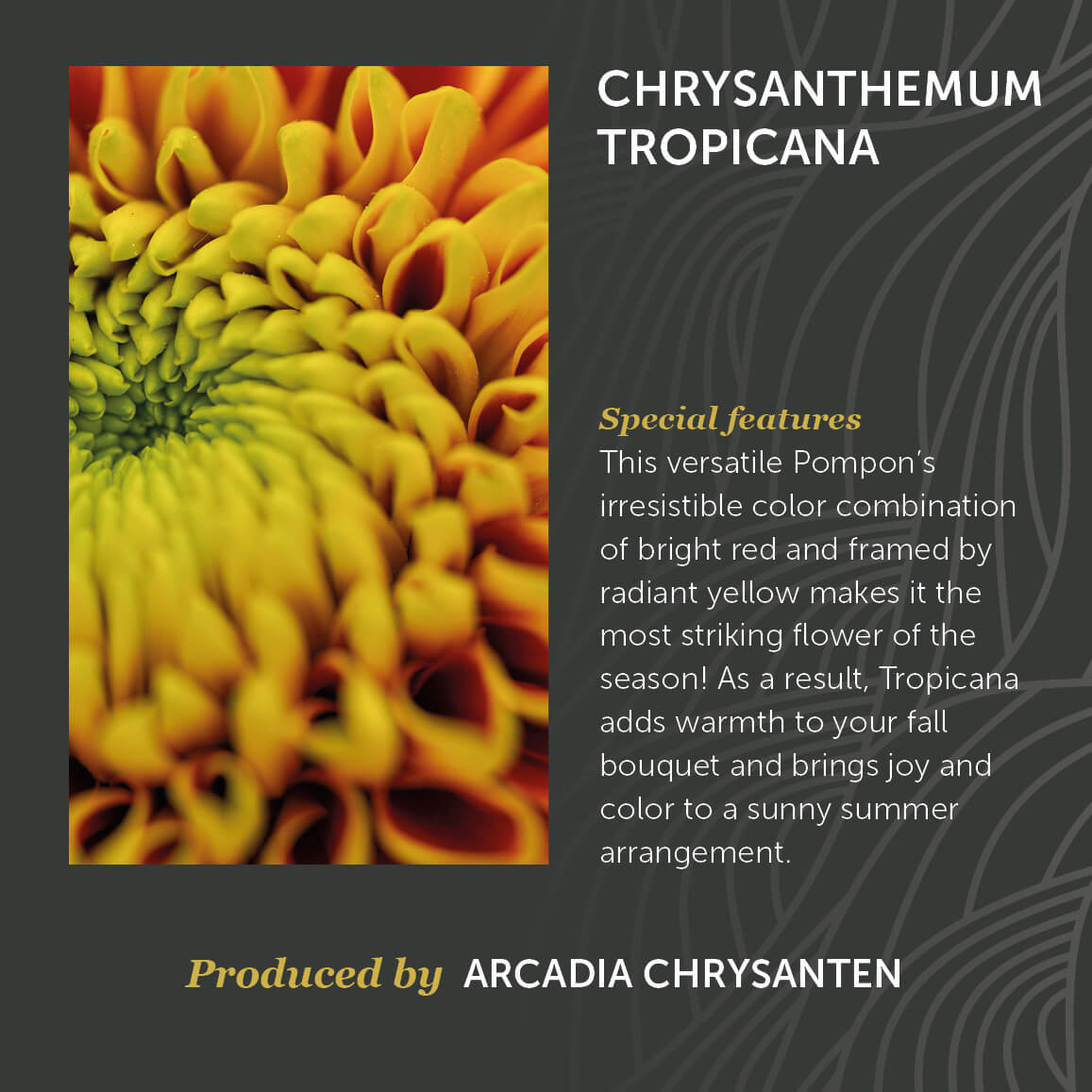 Chrysanthemum Tropicana