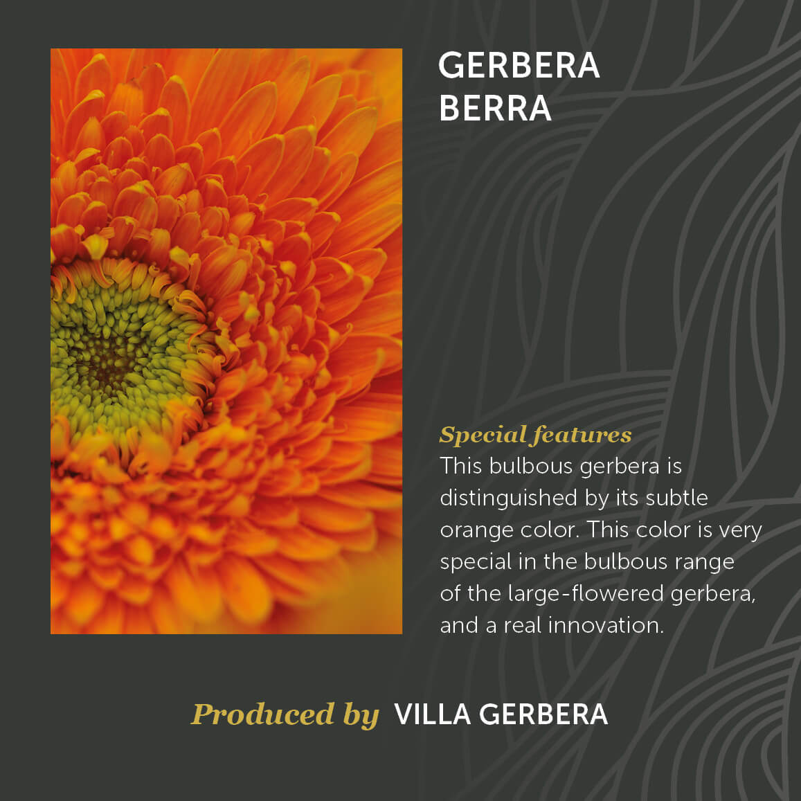 Gerbera Berra