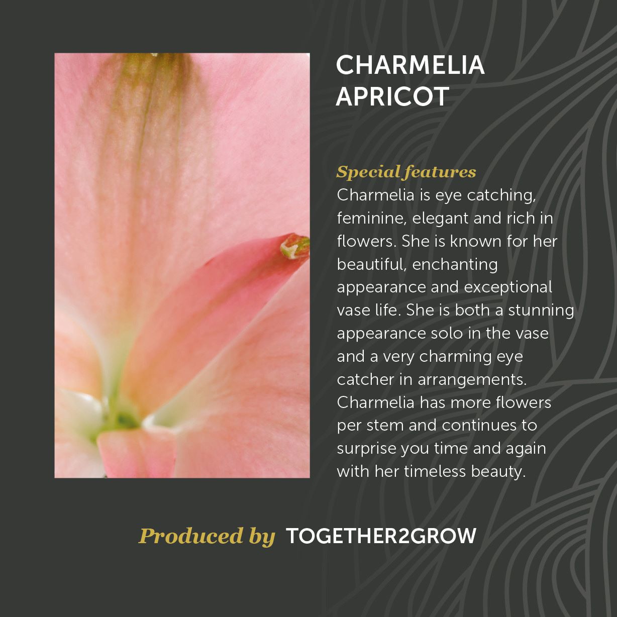 Noviteit Charmelia Apricot