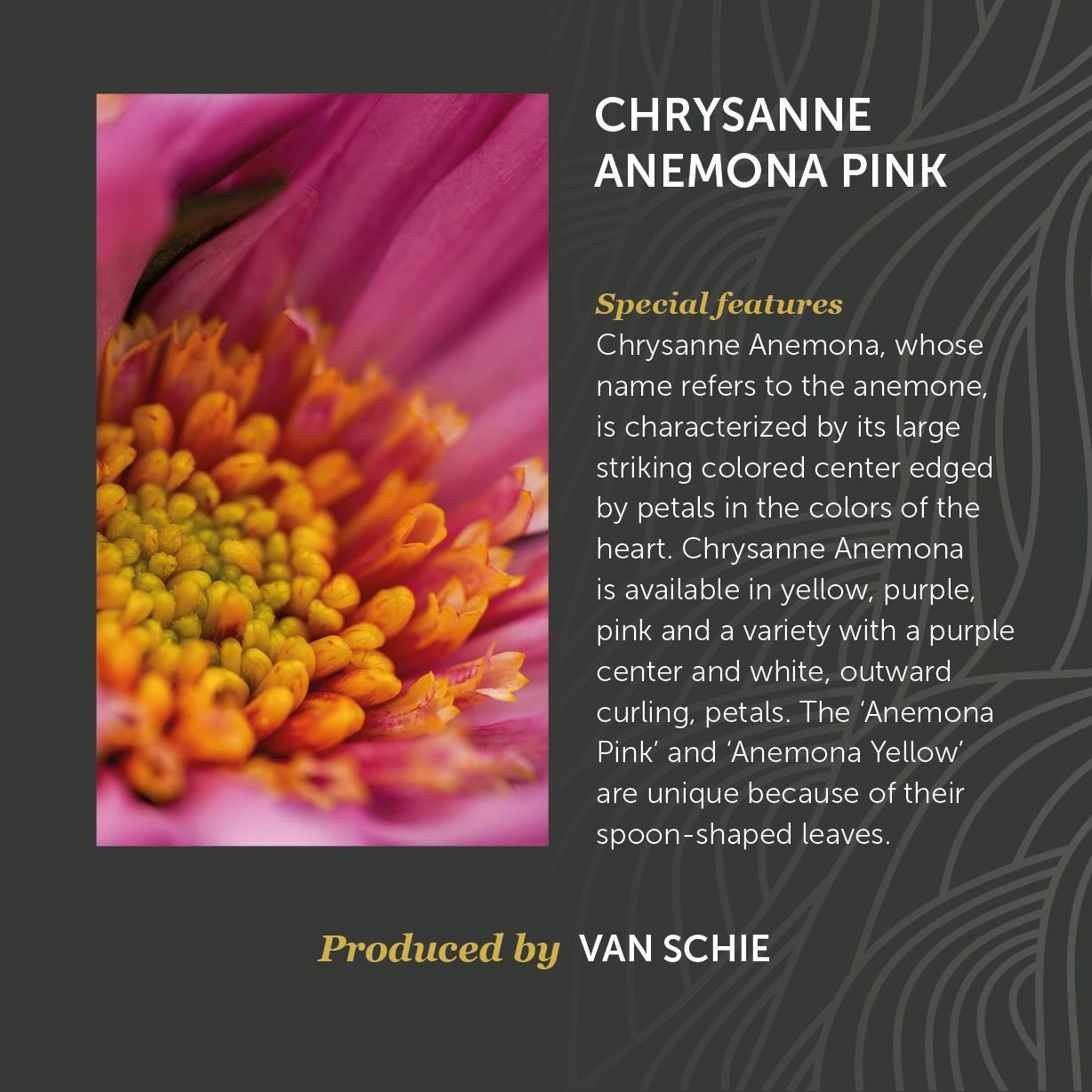 Noviteit Chrysanne Anemone Pink
