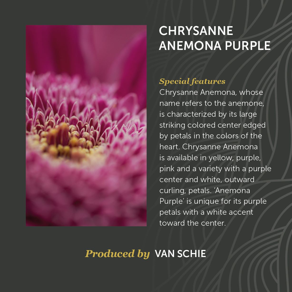 Noviteit Chrysanne Anemone Purple