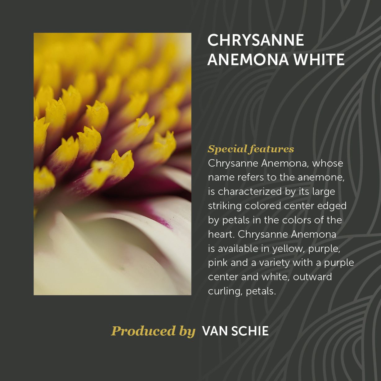 Chrysanne Anemone White