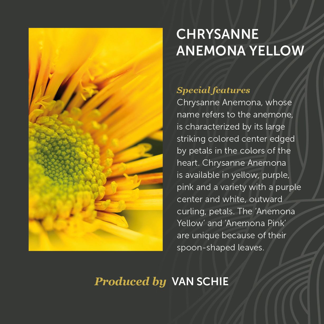 Chrysanne Anemone Yellow