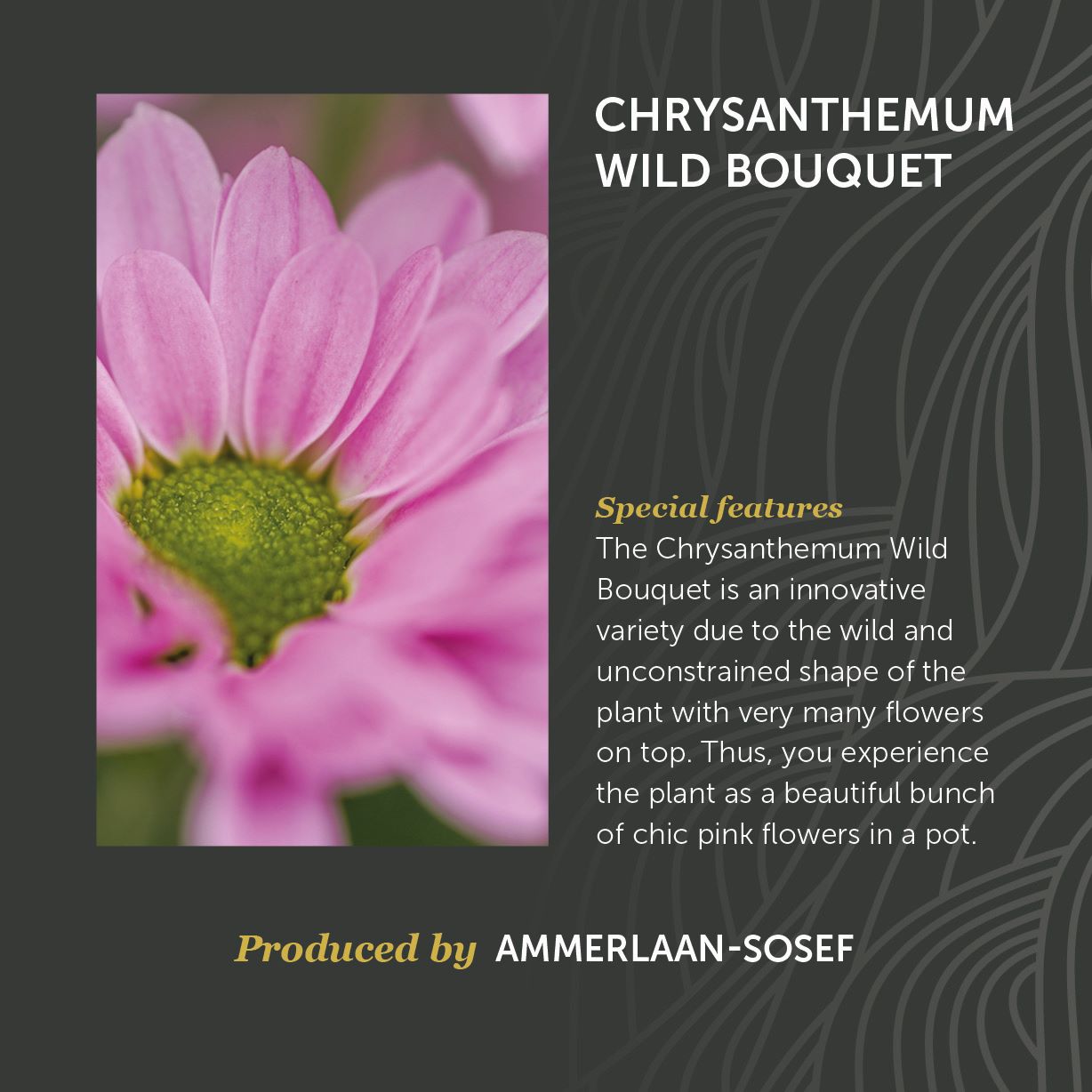 Chrysanthemum Wild Bouquet