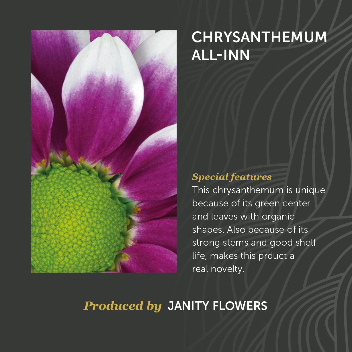 Chrysanthemum All-Inn