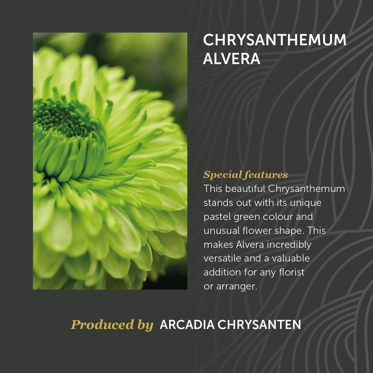 Chrysanthemum Alvera